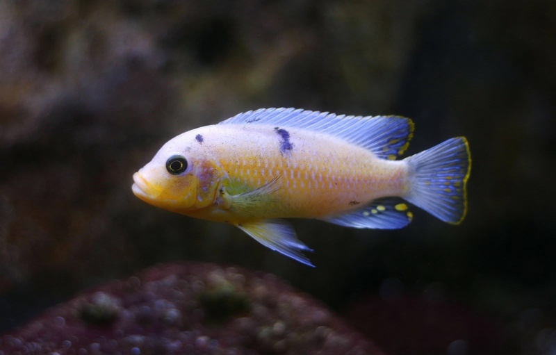 Maylandia zebra 'Nkhungu Reef'